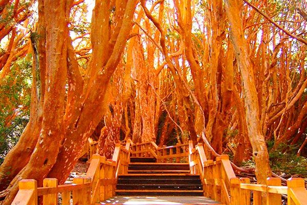 bosque-de-arrayanes