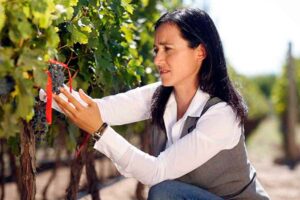rotas do vinho em mendoza