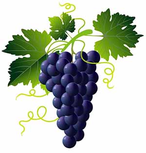 rotas-do-vinho-em-mendoza