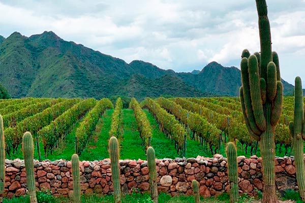 a rota do vinho em salta