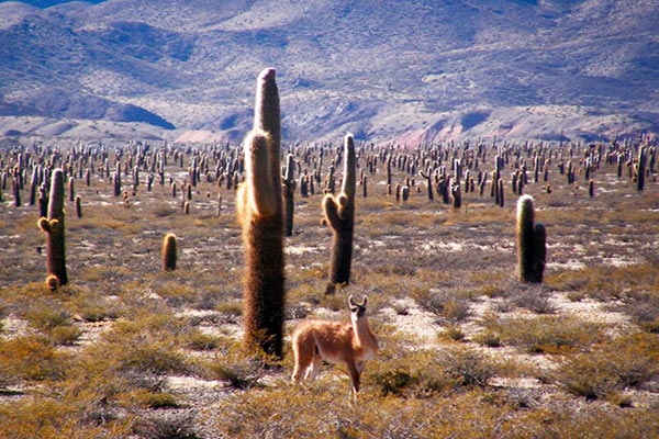 vales calchaquíes