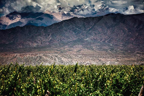 vinhos de altitude