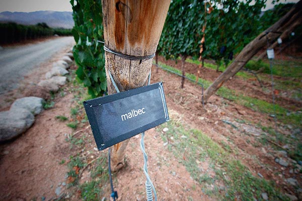 vinhos de altitude