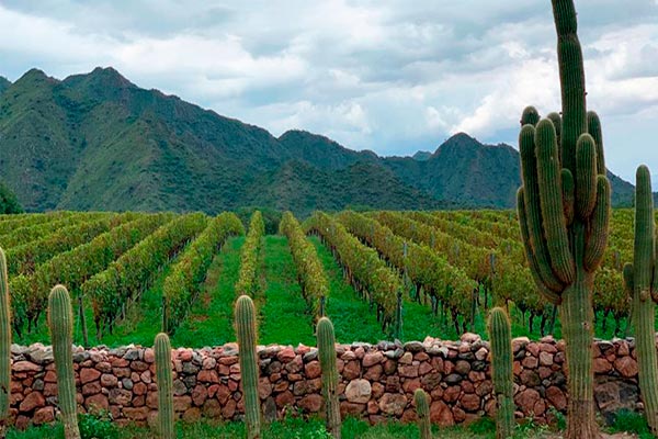 vinhos de altitude